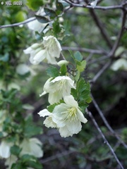 Clematis cirrhosa