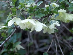 Clematis cirrhosa