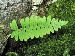 Polypodiodes amoena