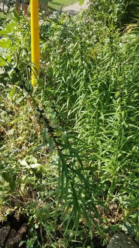 Lilium lancifolium