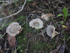 Entoloma undatum