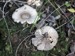 Entoloma undatum