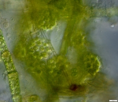 Coelastrum pulchrum