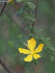 Hypericum thymifolium