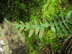 Polypodiodes amoena