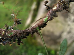 Polypodiodes amoena