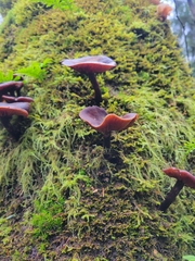 Armillaria nabsnona
