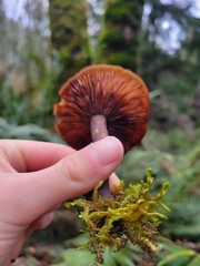 Armillaria nabsnona