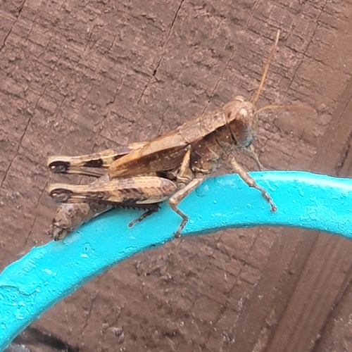 Oak Spur-throat Grasshopper
