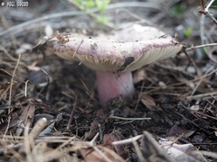 Russula exalbicans