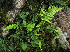 Dryopteris varia