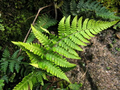 Dryopteris varia