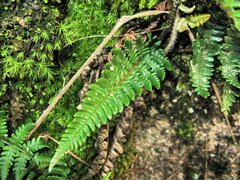 Dryopteris varia
