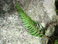 Dryopteris varia