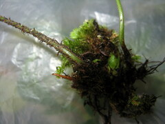Dryopteris varia