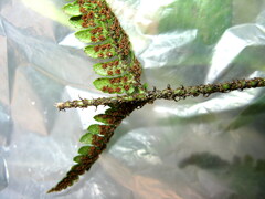 Dryopteris varia
