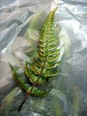 Dryopteris varia