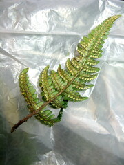 Dryopteris varia