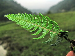 Dryopteris varia