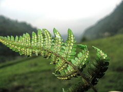 Dryopteris varia