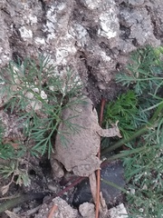 Incilius occidentalis
