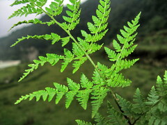 Dryopteris chinensis