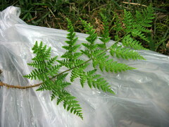 Dryopteris chinensis