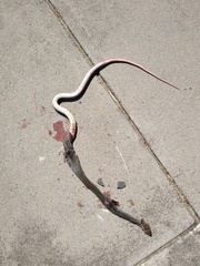 Masticophis mentovarius