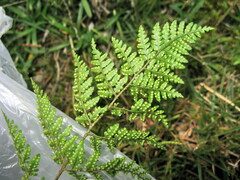 Dryopteris chinensis
