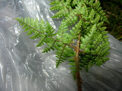 Dryopteris chinensis