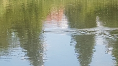 Natrix natrix natrix