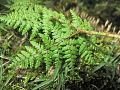 Dryopteris chinensis