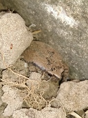 Hypopachus variolosus