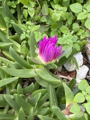Mesembryanthemum cordifolium