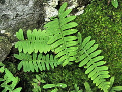 Polypodiodes amoena