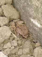 Hypopachus variolosus