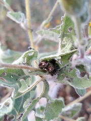 Zygogramma piceicollis