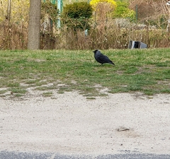 Corvus monedula spermologus