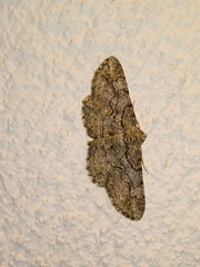 Stenoporpia