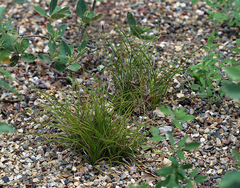Carex xerophila