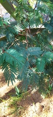 Calliandra houstoniana
