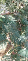 Calliandra houstoniana