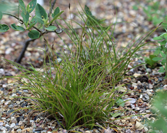 Carex xerophila