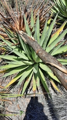 Agave gracilipes