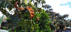 Calliandra houstoniana