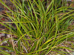 Carex xerophila