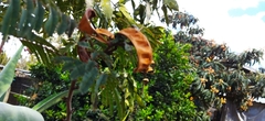 Calliandra houstoniana
