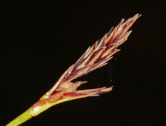 Carex xerophila