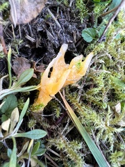 Calocera viscosa