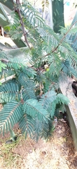 Calliandra houstoniana
